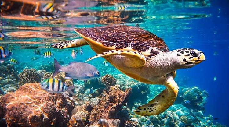 Un sogno a portata di mano: meravigliose Maldive, all'isola Biyadhoo